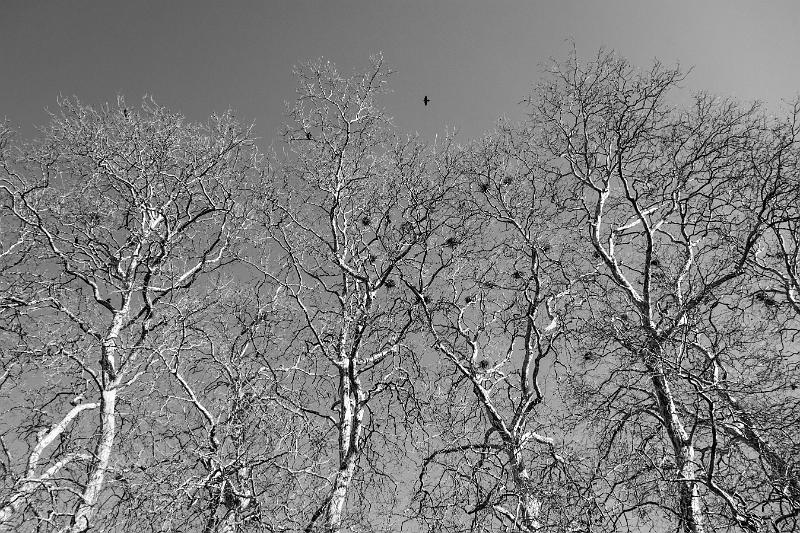 2019_03_23_Canal du Nivernais (0016).jpg - Canal du Nivernais, entre Vandenesse et Fleury (Mars 2019)